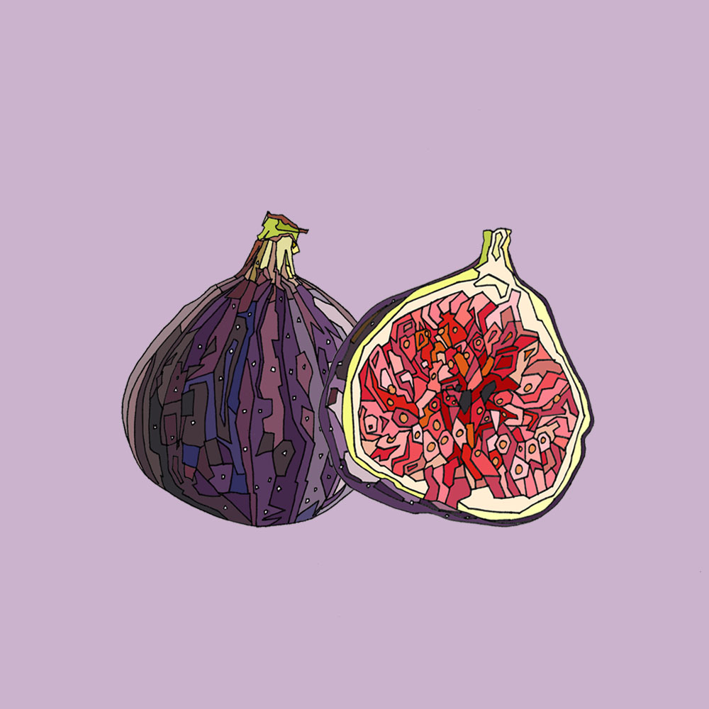 Fig Fruit Hatched Art